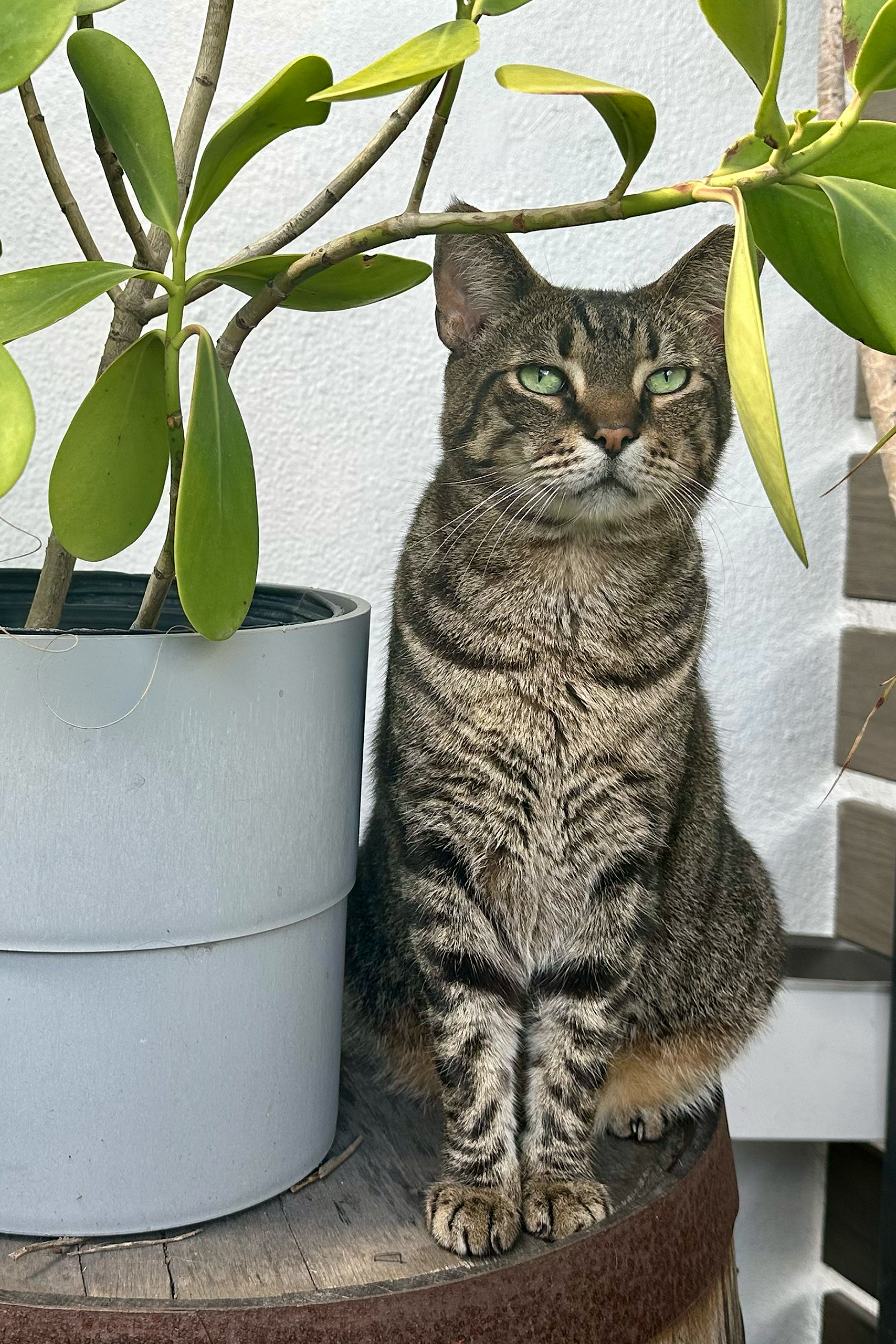 Mr. Biggs, Brewery Cat