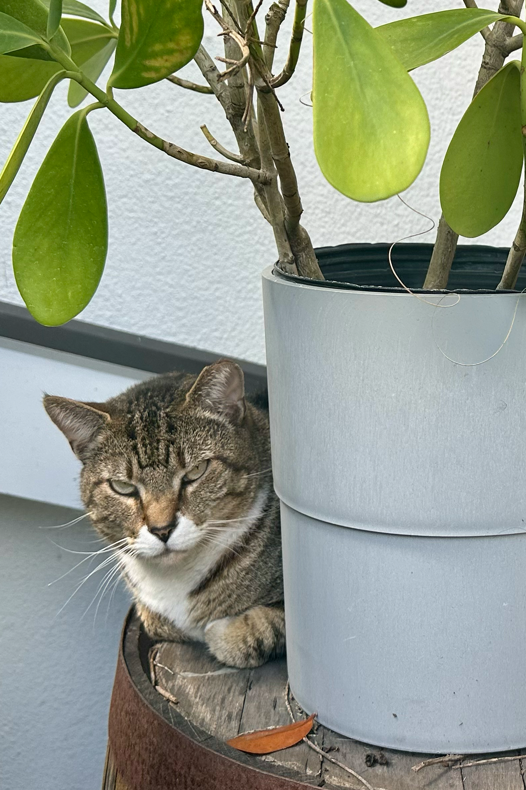 Rosie, Brewery Cat